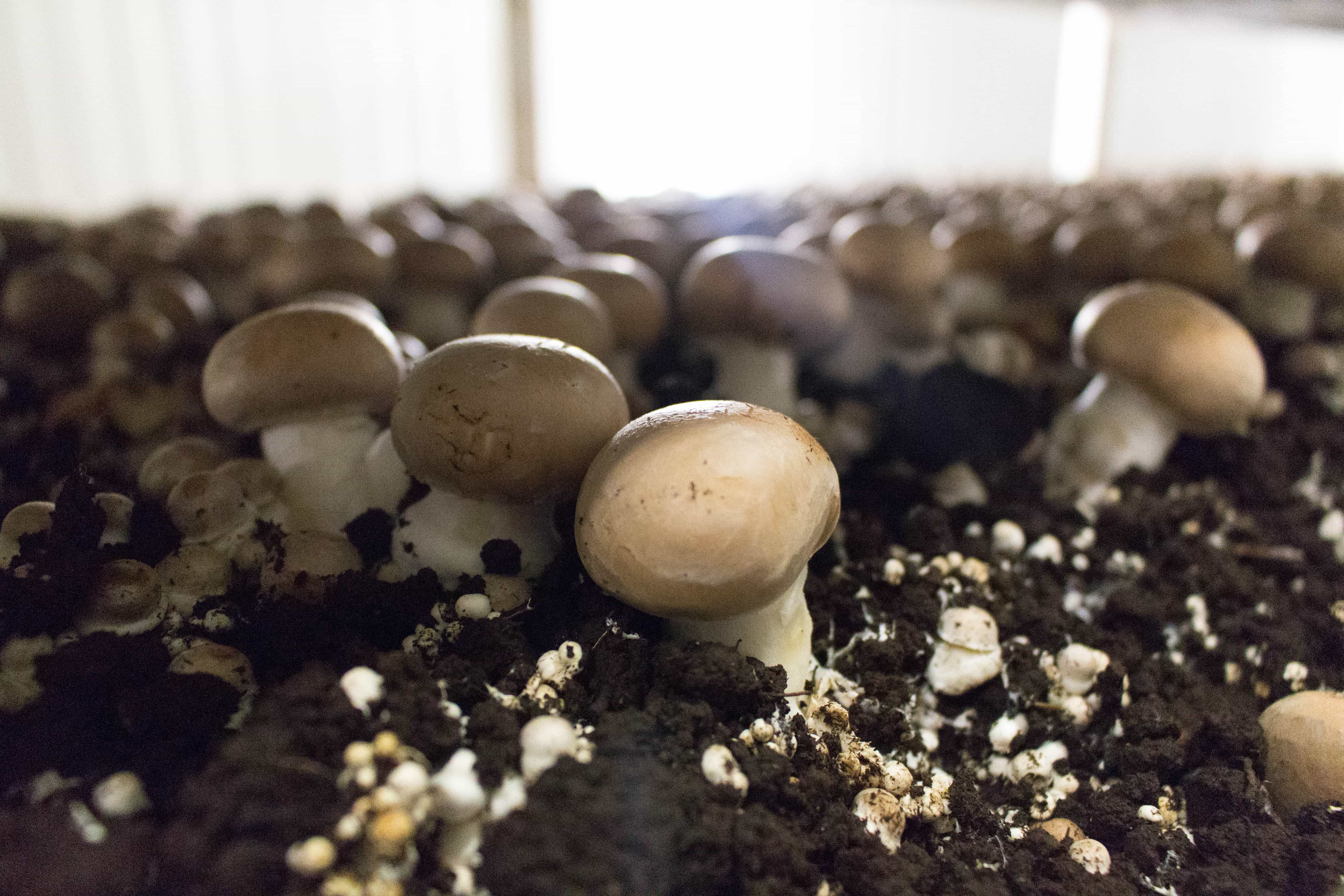 Mushroom Farms Ontario Whitecrest