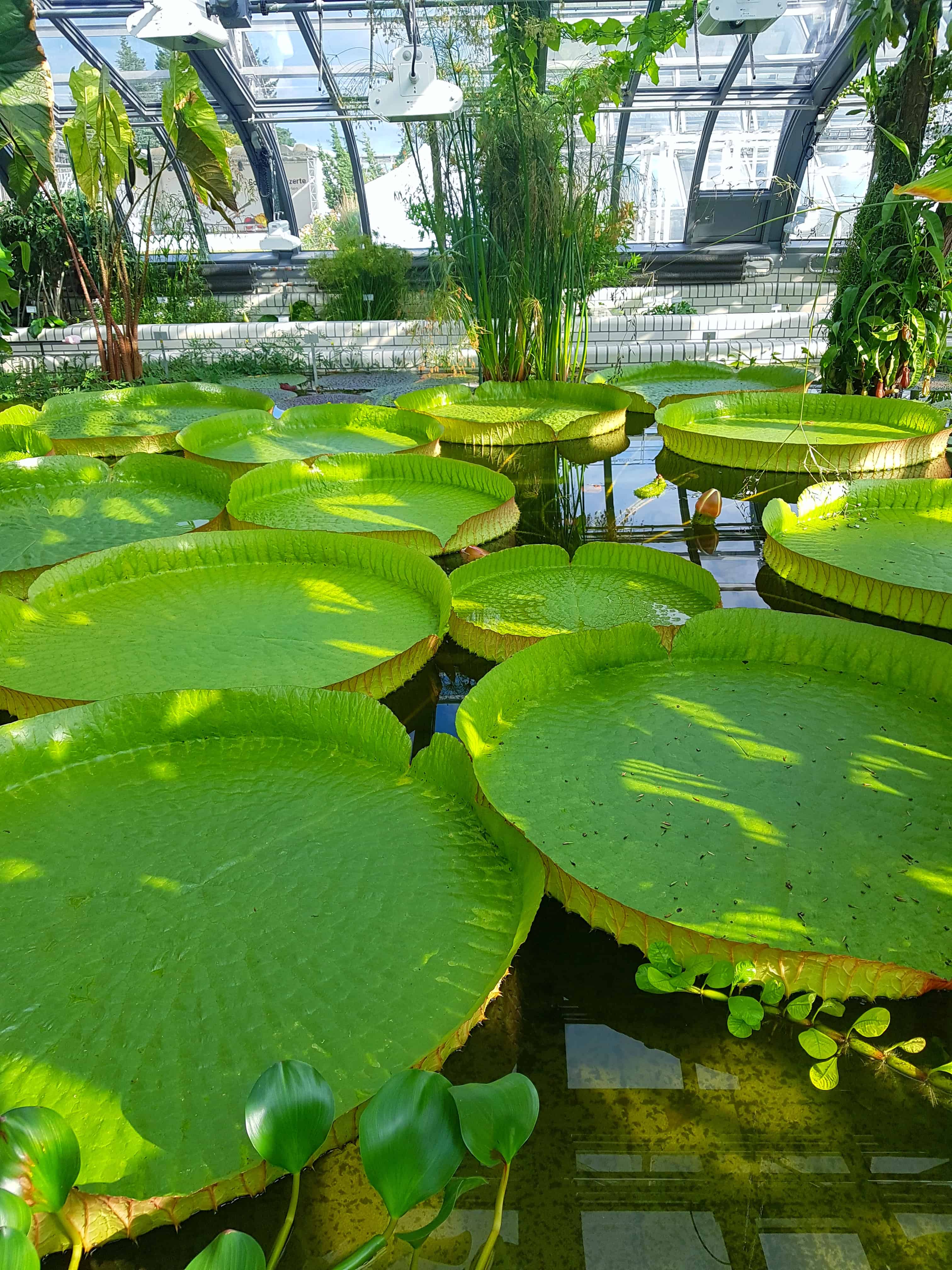 Botanic Garden and Botanical Museum