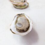 An opened oyster in its shell.